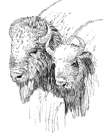 Bison Illustration